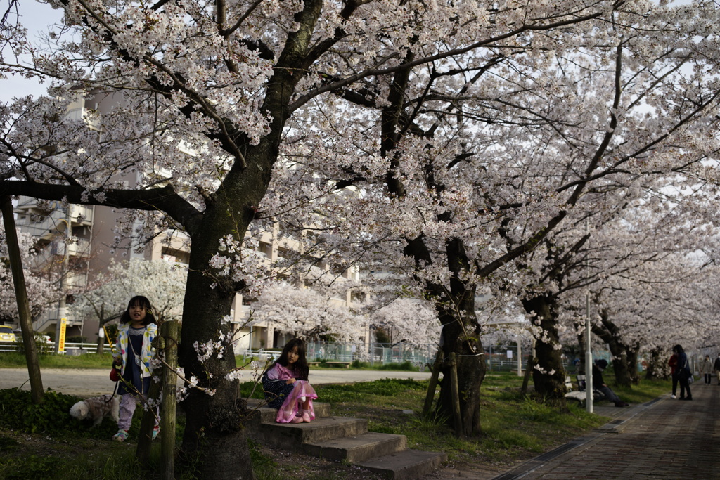 砂子水路の桜