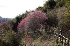 月ヶ瀬梅林