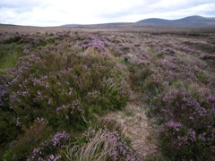 Wicklow Mountains 国立公園