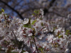 葉桜