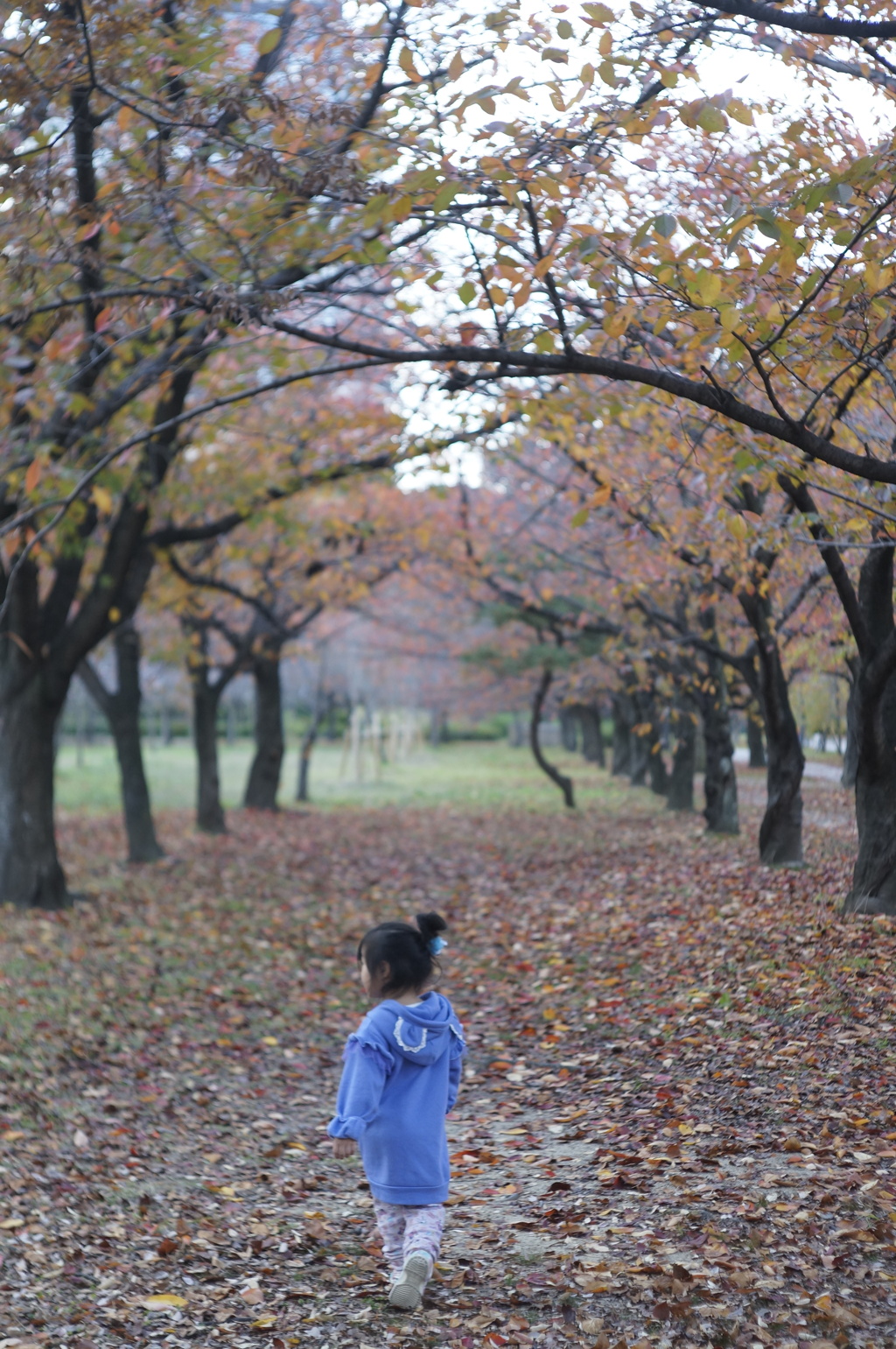 紅葉の並木道