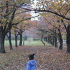 紅葉の並木道
