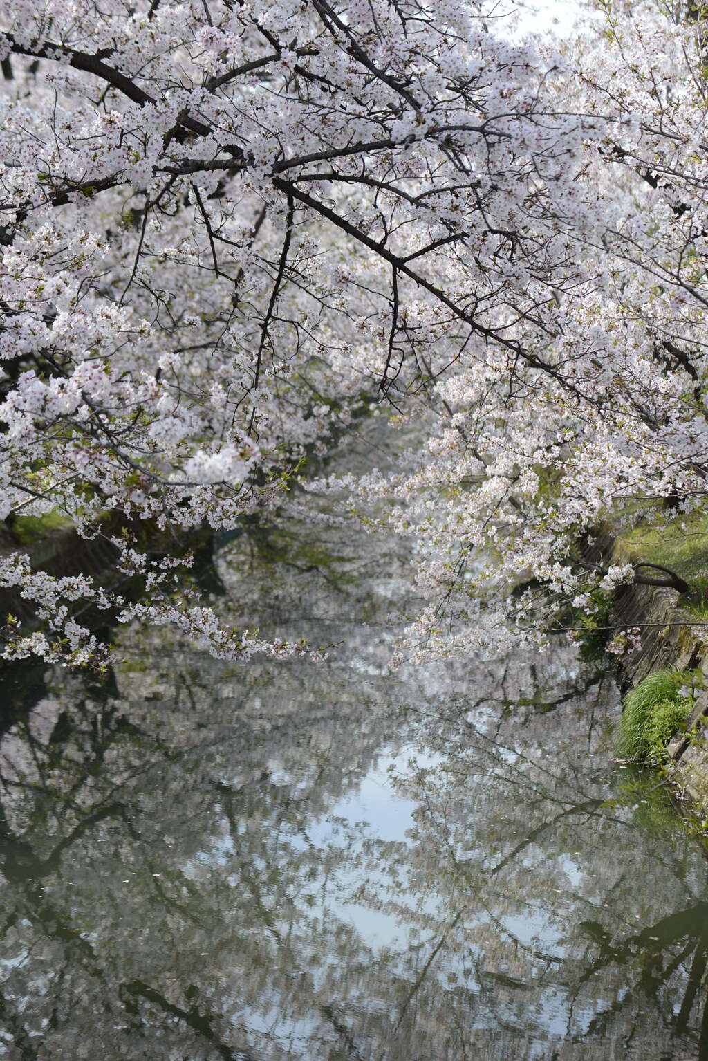 砂子水路の桜
