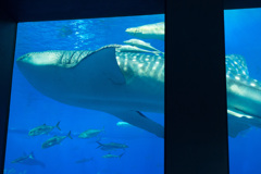 美ら海水族館