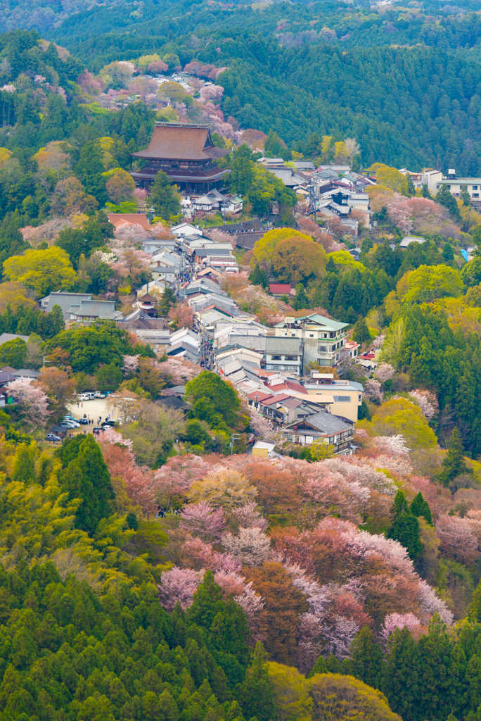 吉野山の蔵王堂と千本桜