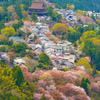 吉野山の蔵王堂と千本桜