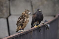 散歩中の梟さん