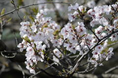 砂子水路の桜