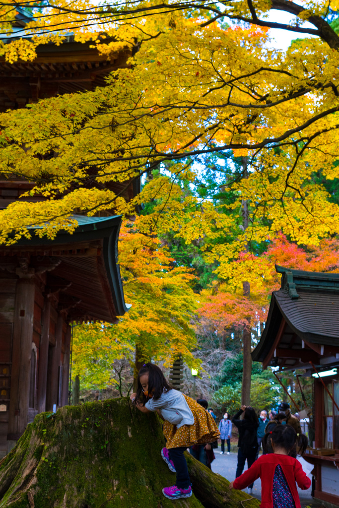 紅葉よりも