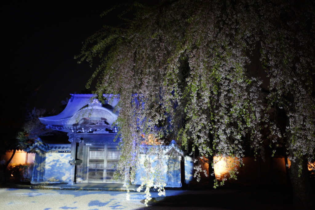 高台寺の枝垂れ桜