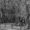 京都、城南宮の梅林
