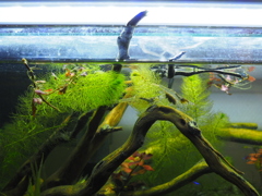 ヤマトヌマエビ採集