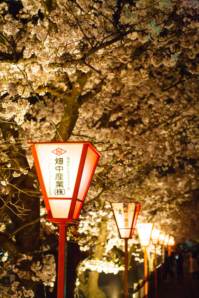 高田千本桜
