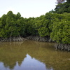 慶佐次湾のヒルギ林