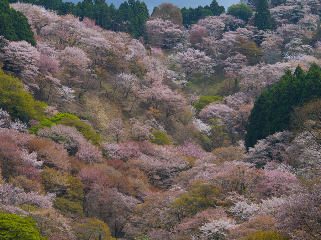 吉野山の千本桜