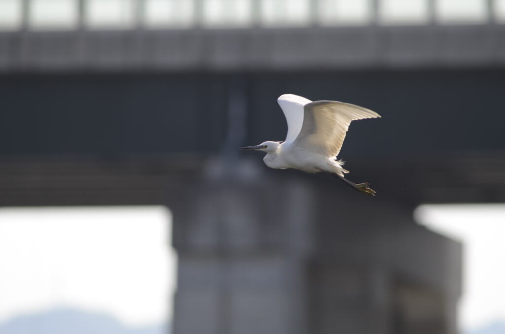 飛び立つ白鷺