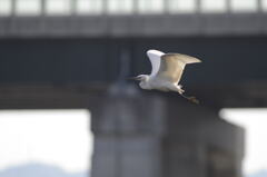 飛び立つ白鷺