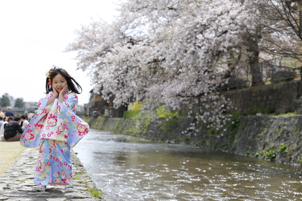 京都鴨川の桜