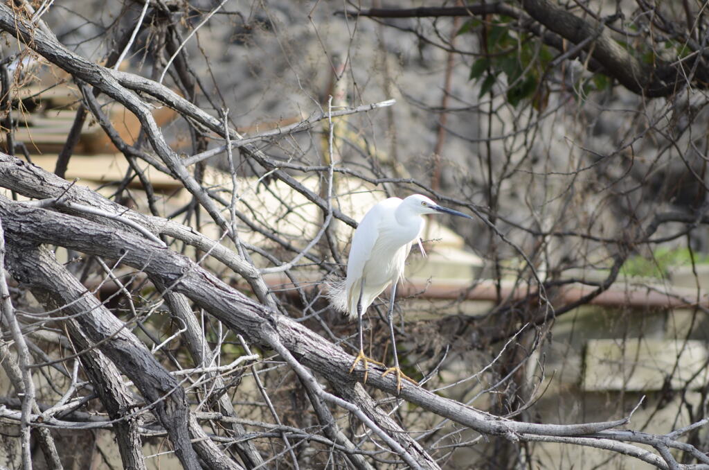 旧サンヨンで白鷺