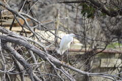 旧サンヨンで白鷺