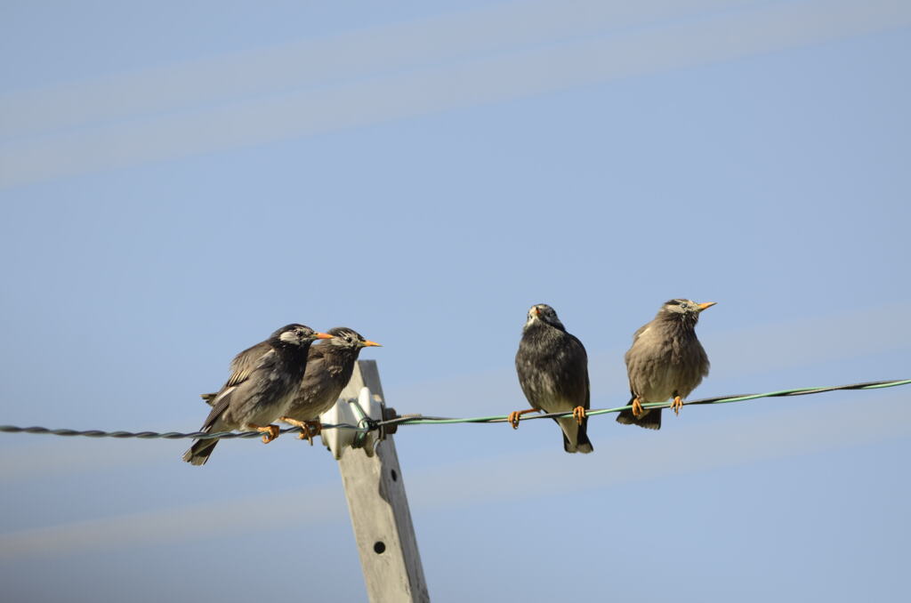 椋鳥の集い