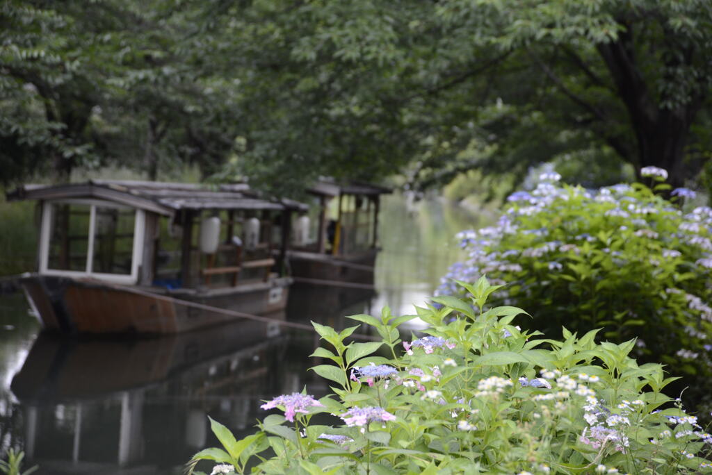 伏見の水路と紫陽花
