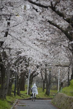 桜の道を行く