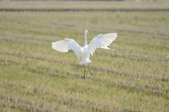 白鷺にも振られる