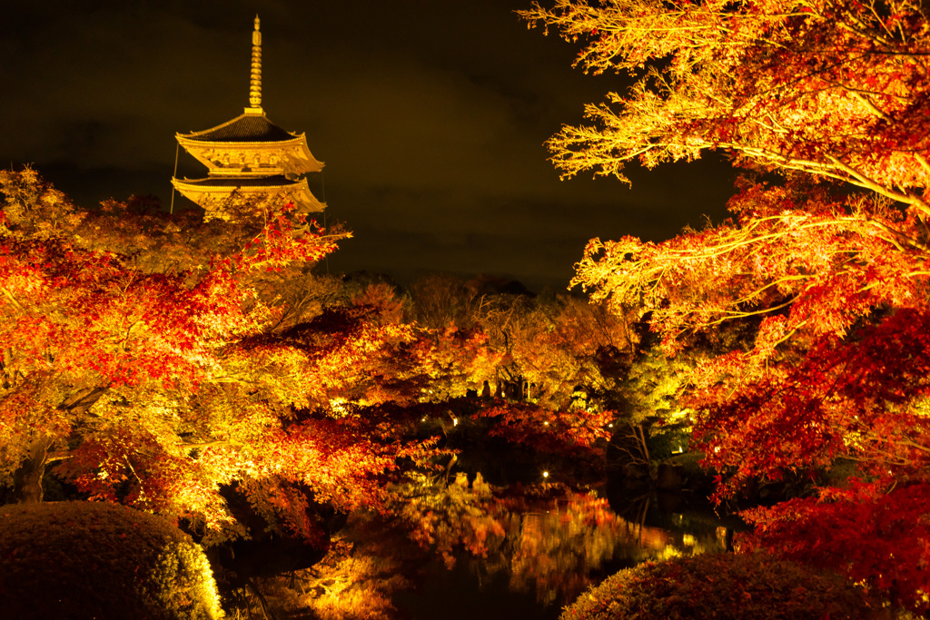 京都、東寺の紅葉のライトアップ