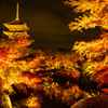 京都、東寺の紅葉のライトアップ