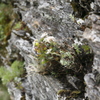 合歓山東峰の玉山薄雪草