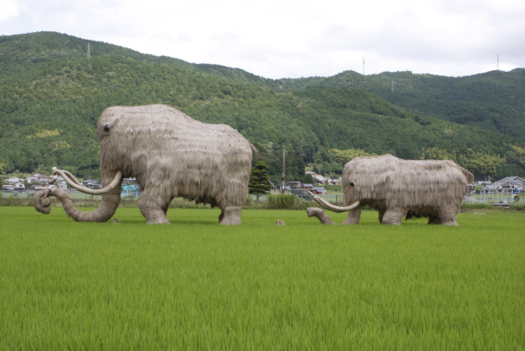 水田に現れたマンモス