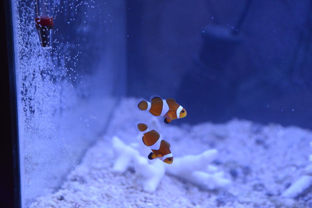 クマノミ