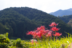 葛城高原の彼岸花