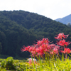 葛城高原の彼岸花