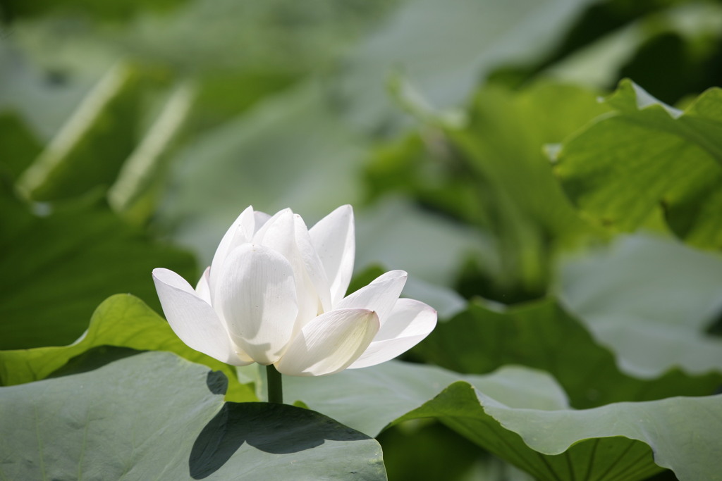 蓮の花