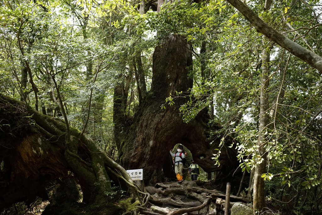 屋久島のくぐり杉