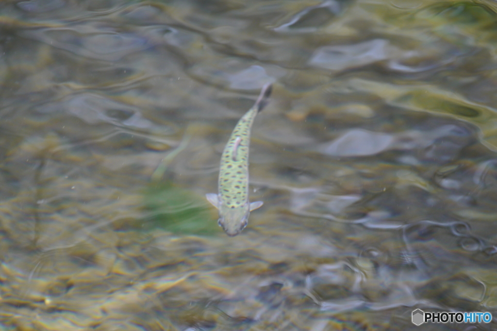 櫻花鉤吻鮭（台湾鱒）