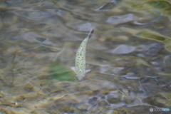 櫻花鉤吻鮭（台湾鱒）