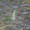 櫻花鉤吻鮭（台湾鱒）