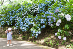 生駒山、ぬかた園地あじさい園