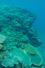 沖縄、阿嘉島のサンゴ