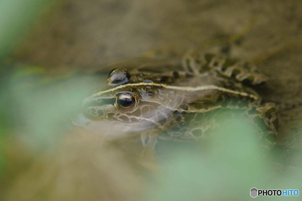 水田のトノサマガエル