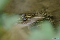 水田のトノサマガエル