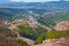 吉野の千本桜