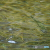 台湾・七家湾渓の櫻花鉤吻鮭
