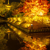 京都、東寺の紅葉のライトアップ