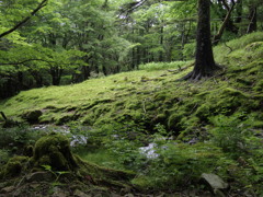 大台ヶ原