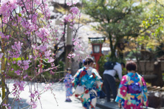 京都の枝垂桜