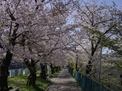 葉桜に